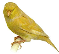 Kanárik jaspisový žlto-hnedý